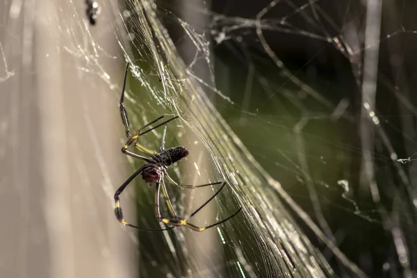 Золотой Шелковый Паук Trichonephila Clavipes Ранее Известный Nephila Clavipes Тропических — стоковое фото