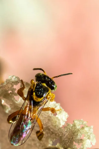 Jatai Biene Oder Angelita Biene Tetragonisca Angustula Wachseingang Ihres Bienenstocks — Stockfoto