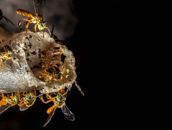 Jatai Stingless Bee Angelita Bee Tetragonisca Angustula Wax Entrance Hive — Stock Photo, Image