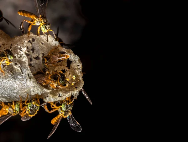 Jatai Biene Oder Angelita Biene Tetragonisca Angustula Wachseingang Ihres Bienenstocks — Stockfoto