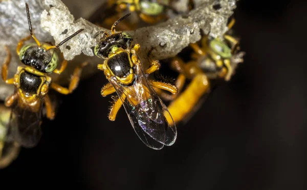 stock image Jatai stingless bee or angelita bee (Tetragonisca angustula) at the wax entrance to their hive in Brazil