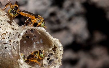 Brezilya 'daki kovanlarının balmumu girişinde Jatai iğnesiz arı veya melek arı (Tetragonisca angustula) bulunur.