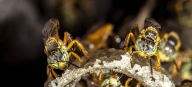 Brezilya 'daki kovanlarının balmumu girişinde Jatai iğnesiz arı veya melek arı (Tetragonisca angustula) bulunur.