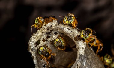 Brezilya 'daki kovanlarının balmumu girişinde Jatai iğnesiz arı veya melek arı (Tetragonisca angustula) bulunur.