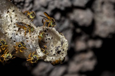 Brezilya 'daki kovanlarının balmumu girişinde Jatai iğnesiz arı veya melek arı (Tetragonisca angustula) bulunur.