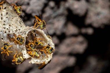 Brezilya 'daki kovanlarının balmumu girişinde Jatai iğnesiz arı veya melek arı (Tetragonisca angustula) bulunur.