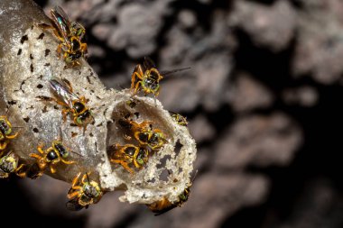 Brezilya 'daki kovanlarının balmumu girişinde Jatai iğnesiz arı veya melek arı (Tetragonisca angustula) bulunur.