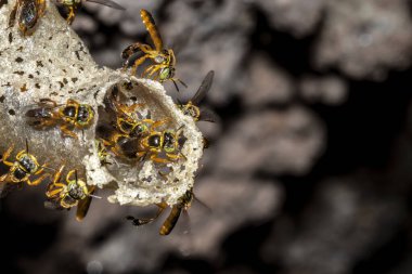 Brezilya 'daki kovanlarının balmumu girişinde Jatai iğnesiz arı veya melek arı (Tetragonisca angustula) bulunur.