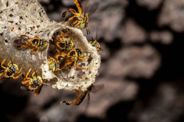 Brezilya 'daki kovanlarının balmumu girişinde Jatai iğnesiz arı veya melek arı (Tetragonisca angustula) bulunur.