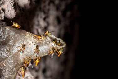 Brezilya 'daki kovanlarının balmumu girişinde Jatai iğnesiz arı veya melek arı (Tetragonisca angustula) bulunur.