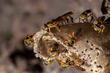 Brezilya 'daki kovanlarının balmumu girişinde Jatai iğnesiz arı veya melek arı (Tetragonisca angustula) bulunur.