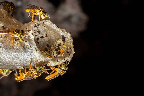 Abeja Sin Aguijón Jatai Abeja Angelita Tetragonisca Angustula Entrada Cera — Foto de Stock