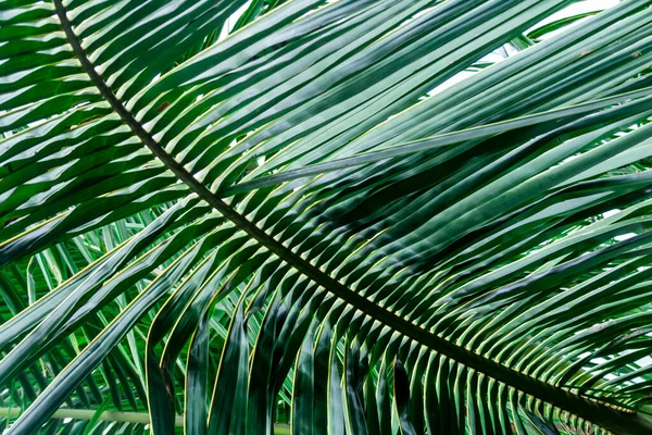 ブラジルの庭でヤシの木の葉の選択的なフォーカスを持つ詳細 — ストック写真