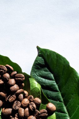 Brezilya 'nın beyaz arka planında kavrulmuş kahve çekirdekleri ve yeşil kahve yaprakları.