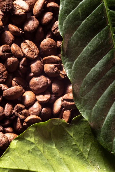 Granos Café Tostados Hojas Verdes Del Árbol Café Como Fondo — Foto de Stock