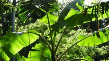 Muz yaprakları rüzgarda sallanıyor. Arka planda Brezilya 'da tropikal bir orman var.