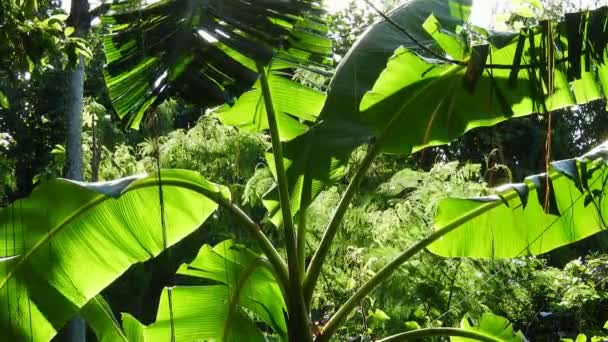 Банановые Листья Качаются Ветру Тропическим Лесом Заднем Плане Бразилии — стоковое видео