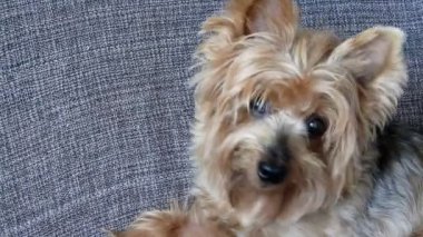Yorkshire köpeği oturma odasında kanepede yatıyor. 
