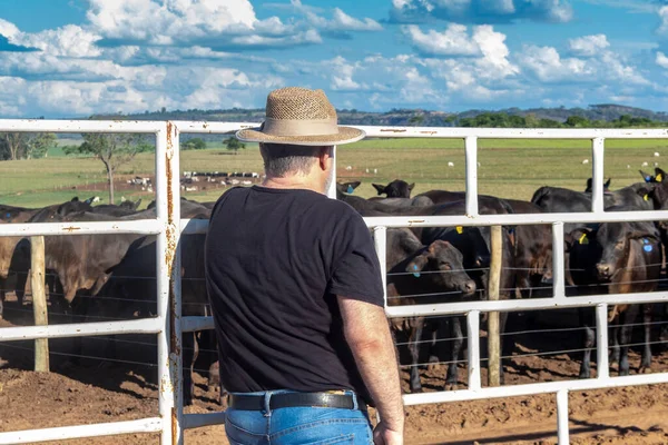 middle-aged farmer and cattle rancher observes an aberdeen angus livestock confinement in Brazil