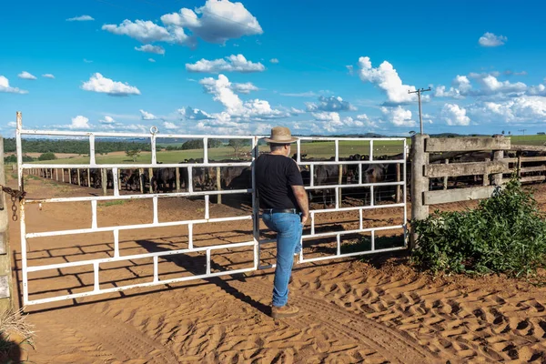 Agricultor Ganadero Mediana Edad Observa Confinamiento Ganadero Aberdeen Angus Brasil —  Fotos de Stock