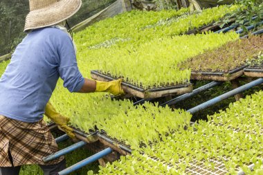 Çiftçi, Biritiba Mrim şehrindeki bir arazide yeniden ekilecek çeşitli türde marul fidanlarıyla bir seraya bakıyor.