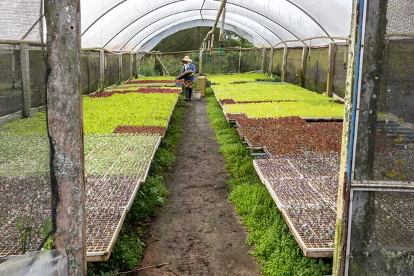 ビリティバ ミリムの町の畑に植え替えられる様々な種類のレタスの苗で温室の世話をする農家 — ストック写真