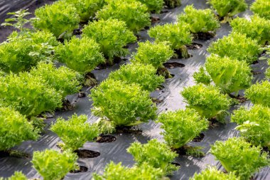 Sebze tarlasında yeşil yapraklar hindiba ve marul, Brezilya 'da çiftlik.