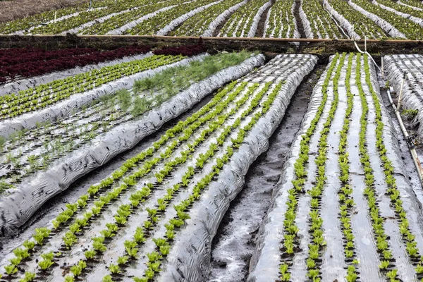 緑は野菜畑の庭のベッドの上にチコリとレタスを残し ブラジルの農場 — ストック写真