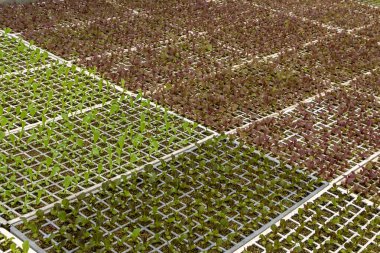 Brezilya 'da bir aile çiftliğinde yeniden ekilecek, farklı türde marul fidanları olan bir sera.