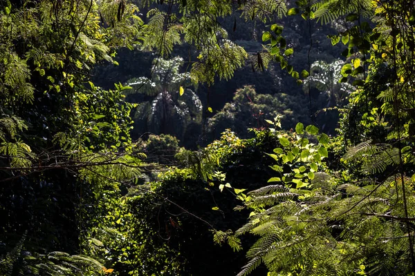 Wild Tropisch Bos Met Palmboom Achtergrond Achtergrondverlichting Brazilië — Stockfoto