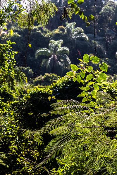 Wild Tropical Forest Palm Tree Background Backlight Brazil — Stock Photo, Image