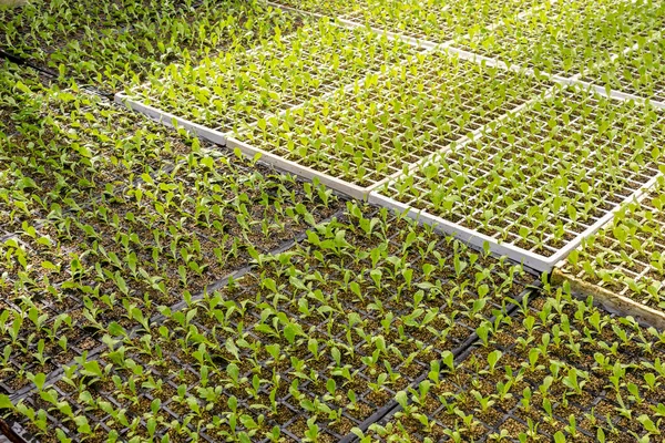 Kas Met Sla Zaailingen Van Verschillende Soorten Herplanten Het Veld — Stockfoto