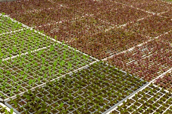 Üvegház Különböző Típusú Saláta Palántákkal Amelyet Egy Brazíliai Családi Gazdaságban — Stock Fotó