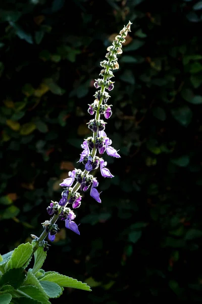 Focus Selettivo Boldo Fioritura Con Sfondo Nero Pianta Verde Chiamata — Foto Stock