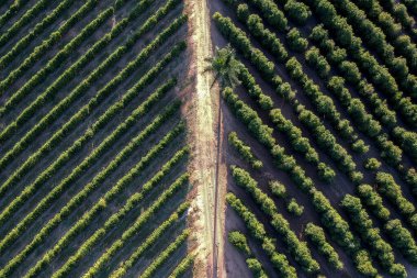 Brezilya 'da yeşil bir kahve tarlasının hava aracı görüntüsü