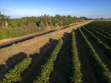 Brezilya 'da yeşil bir kahve tarlasının hava aracı görüntüsü
