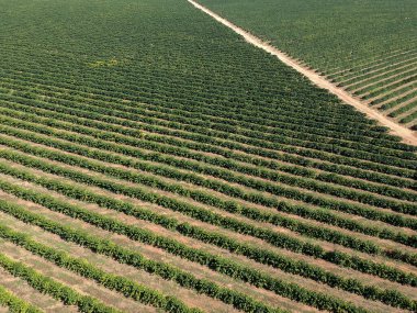 Brezilya 'da yeşil bir kahve tarlasının hava aracı görüntüsü