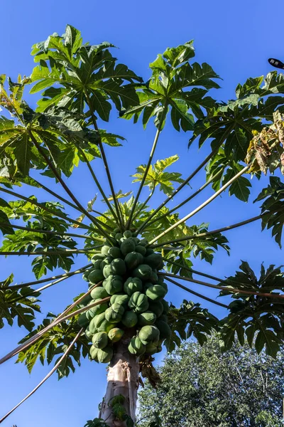 Detalle Del Árbol Papaya Verde Brasil — Foto de Stock