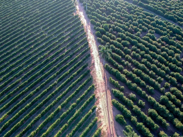 Widok Lotu Ptaka Zielone Pole Kawy Brazylii — Zdjęcie stockowe