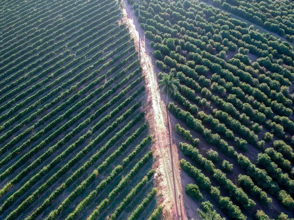 ブラジルの緑のコーヒー畑の空中ドローンビュー — ストック写真