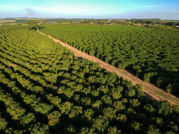 ブラジルの緑のコーヒー畑の空中ドローンビュー — ストック写真