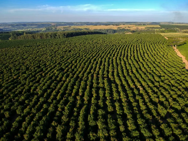 ブラジルの緑のコーヒー畑の空中ドローンビュー — ストック写真
