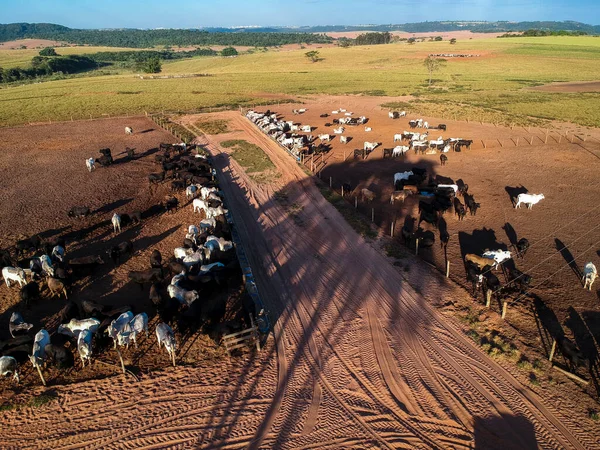 Vista Aérea Gado Aberdeen Angus Confinado Uma Fazenda Brasil — Fotografia de Stock