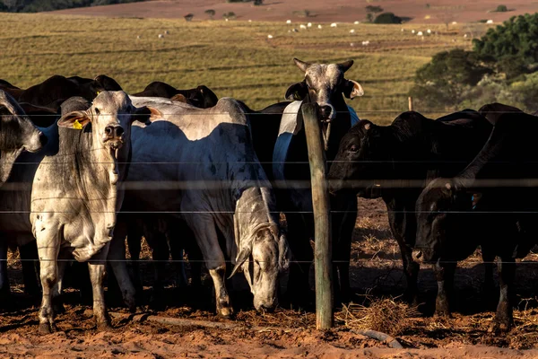 Grupo Bovinos Confinamento Brasil — Fotografia de Stock