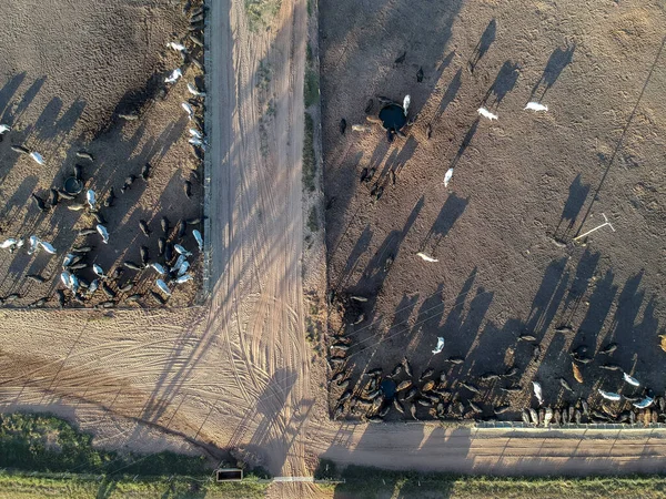 Letecký Pohled Aberdeen Angus Skotu Porodu Farmě Brazílii — Stock fotografie