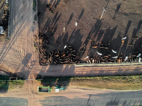 공급을 트랙터와 감금되어 앙구스 가축을 공중에서 브라질의한 농장에서는 멈추었다 — 스톡 사진