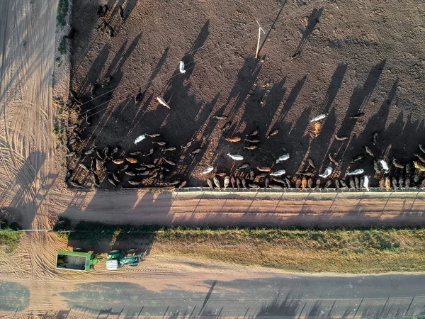 Letecký Pohled Aberdeen Angus Skot Porodu Traktorem Pro Distribuci Krmiv — Stock fotografie