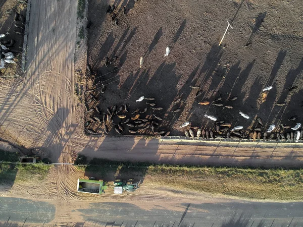 Vista Aérea Bovinos Aberdeen Angus Confinamento Com Trator Para Distribuição — Fotografia de Stock