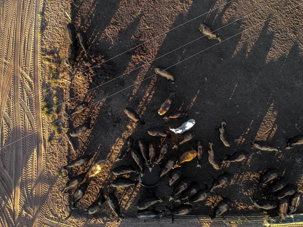 Letecký Pohled Aberdeen Angus Skotu Porodu Farmě Brazílii — Stock fotografie