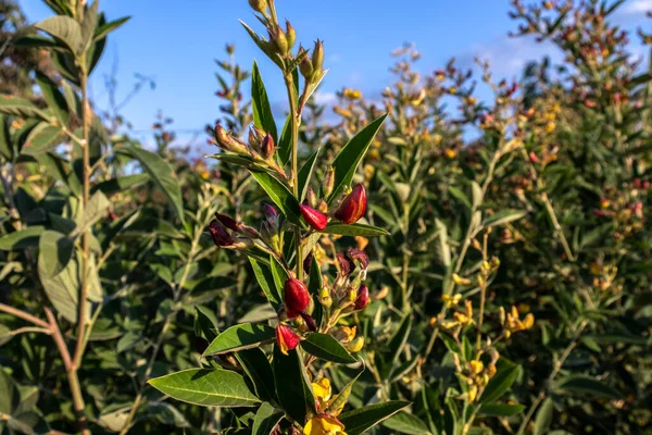 pigeon pea or tuvar beans vegetable on plant with flower in the field in Brazil